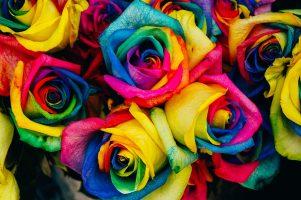 roses, colored, tinted-828945.jpg